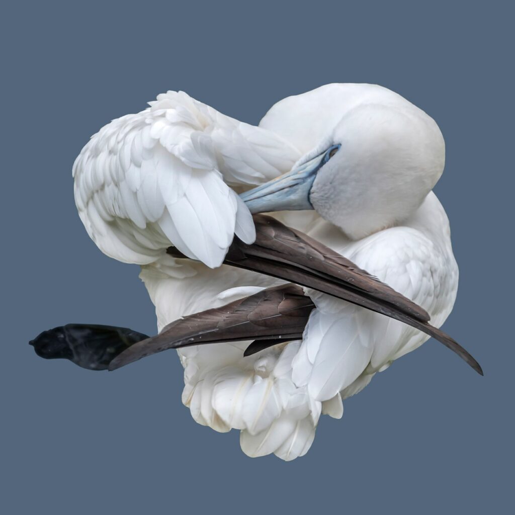 Cees Beuzekom | Untitled 4