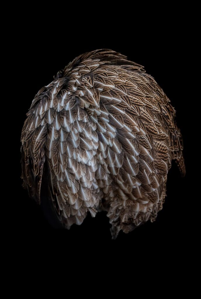 Cees Beuzekom | Untitled 3